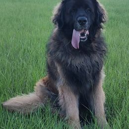 Leonbergers from Starfire Leonbergers