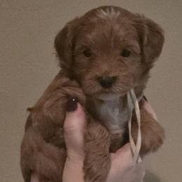 Star - Red  female Goldendoodle puppy in Layton, Utah from Lauralyn's Goldendoodles