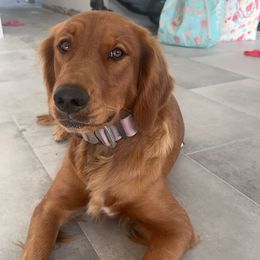 Daisy - Golden Retriever