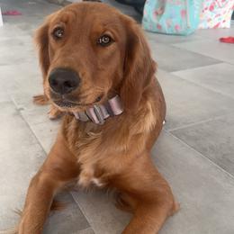 Daisy - Golden Retriever