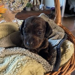 Ghirardelli - Brindle female Dachshund puppy in Iredell, Texas from The Bloomin Dachshund