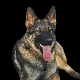 Sofia - German Shepherd