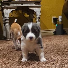 Nora - White and blue female Border Collie puppy in Ripley, Oklahoma from Adventure5 Border Collies