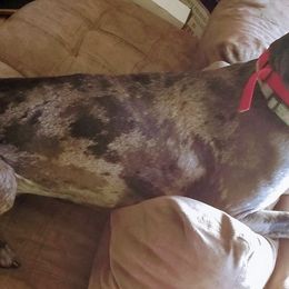 Great Danes from SS Majesty Danes