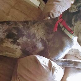 Great Danes from SS Majesty Danes