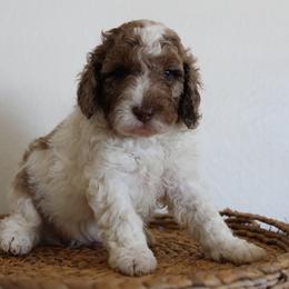 Chocolate Parti Merle - Parti male Goldendoodle puppy in Hobbs, New Mexico from Goldie Locks Golden Retrievers & Doodles