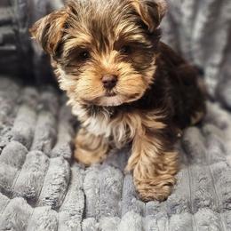 Sabrina - Chocolate and tan female Yorkshire Terrier puppy in Thornville, Ohio from My precious yorkies