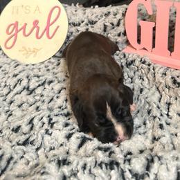 Girl 3 - Brindle female Boxer puppy in Lakeland, Florida from Cote's Boxers