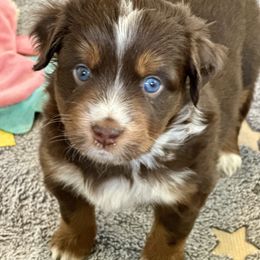 Andovers Shield of Faith - Red tri-color female Miniature American Shepherd puppy in Rockford, Illinois from Andover Aussies