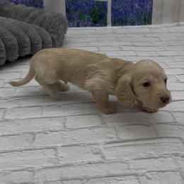 Isabella Based Cream Longhair Male - Cream male Dachshund puppy in Killeen, Texas from Southern Dachshunds
