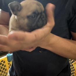 Teddy - Fawn male French Bulldog puppy in Alabama from Rathbone Bulldogs