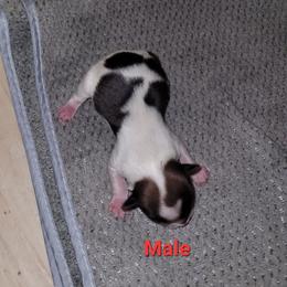Boy 1 - Chocolate, tan and white male Yorkshire Terrier puppy in Adams, North Dakota from Mathiasons Little Barkers