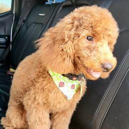 Simba - Poodle