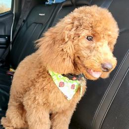 Simba - Poodle