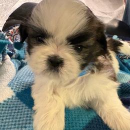 Boy 1 Duchess - Red and white male Shih Tzu puppy in Madras, Oregon from Maridee’s ShihTzu