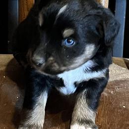 Whisper - Black tri female Miniature Australian Shepherd puppy in Godley, Texas from Nana and Paws Aussies