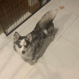 Diva - Pomsky