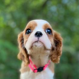 Topaz - Blenheim female Cavalier King Charles Spaniel puppy in Crawford, Tennessee from Lilly Lane Spaniels