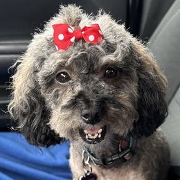 Precious - Poodle