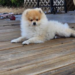 Michis - Pomeranian