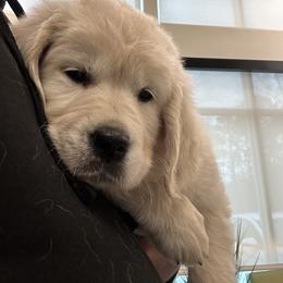 Golden Retriever Puppies from Mule City Kennels