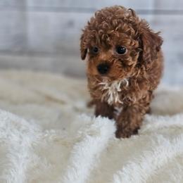 Blaze - Red  male Poodle puppy in Walterboro, South Carolina from Puddlejumpers