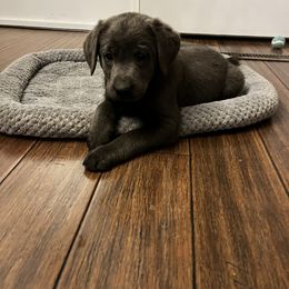 Dilute Retriever and Labrador Retriever Puppies from B and B Riverbottom Kennel
