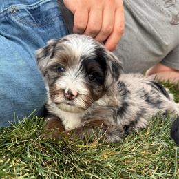 Skywalker - Blue merle male Bernedoodle puppy in Ogden, Utah from Salty Point Doodles