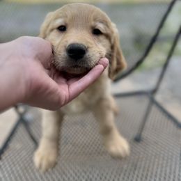 Golden Retriever Puppies from Renko Kennel