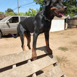 Rottweiler Puppies from De Los Rios Rottweilers