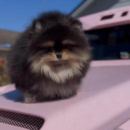 Maltipoo and Pomeranian Puppies from The Queens Doggies
