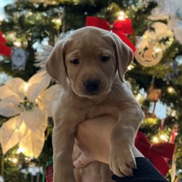 Labrador Retriever Puppies from Sun Ridge Labradors