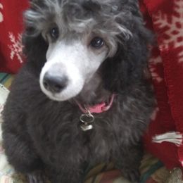 Poodle Puppies from Bluemist Kennel