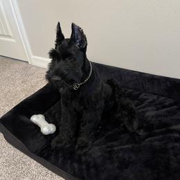 Giant Schnauzer Puppies from Elevated Pearl Giants