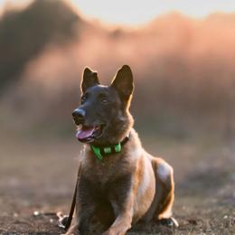 Zor - Belgian Malinois