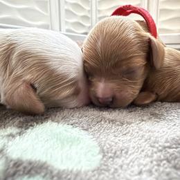 Cavapoo Puppies from Heritage Home Cavapoos