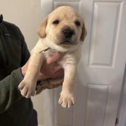Sky - Yellow male Labrador Retriever puppy in Canton, Georgia from Dukes Retirevers
