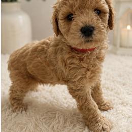 Latte - Cream male Goldendoodle puppy in Anderson, South Carolina from Cackalacky Companions