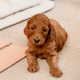 Irish Doodle Puppies from Foxrun Litters