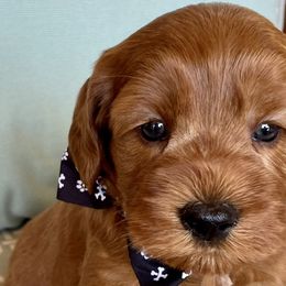 Charlie - Australian Labradoodle puppy in Roseville, California from Darby Park Doodles
