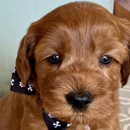Charlie - Australian Labradoodle puppy in Roseville, California from Darby Park Doodles