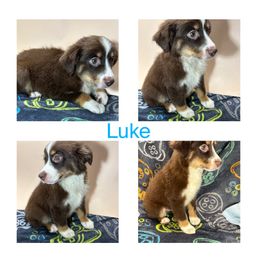 Boy 2 - Red tri male Miniature Australian Shepherd puppy in Hokes Bluff, Alabama from Alegria Toy Aussies