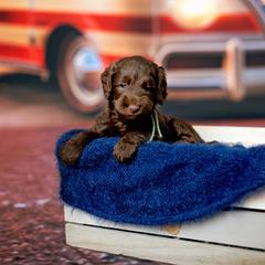 Target - Parchment male Australian Cobberdog puppy in Sarasota, Florida from Labe's Australian Cobberdogs