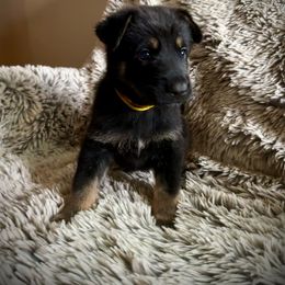Yellow Collar - Black and tan German Shepherd puppy in Wellington, Colorado from Altvater German Shepherds
