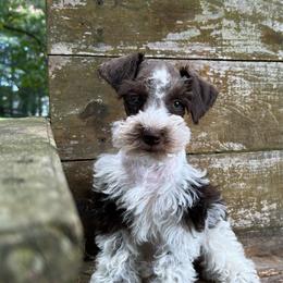 Lillian - Parti female Miniature Schnauzer puppy in Clover, South Carolina from Bobo’s Babies Kennels