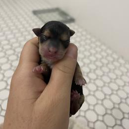 Yorkshire Terrier puppies from Janita's Yorkshire Terriers