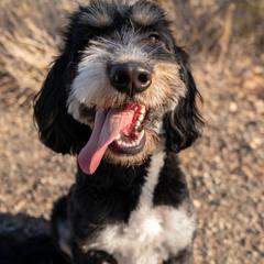 Bernedoodle, Goldendoodle, and Golden Mountain Doodle Puppies from Sonoran Standard Doodles