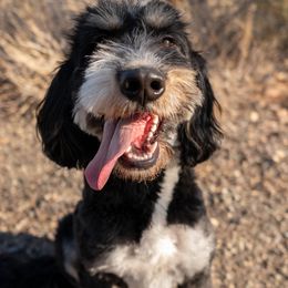 Bernedoodle, Goldendoodle, and Golden Mountain Doodle Puppies from Sonoran Standard Doodles