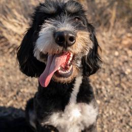 Bernedoodle, Goldendoodle, and Golden Mountain Doodle Puppies from Sonoran Standard Doodles