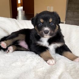 Girl 1 - Australian Shepherd puppy in Stanwood, Michigan from Double T Aussies